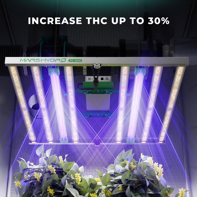 Mars Hydro adlite UV30 groeilamp verhoogt THC gehalte met 30%